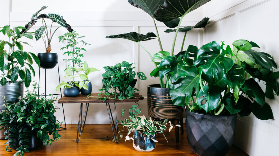5 Plants For Small Spaces That Promote Healthy Air Quality