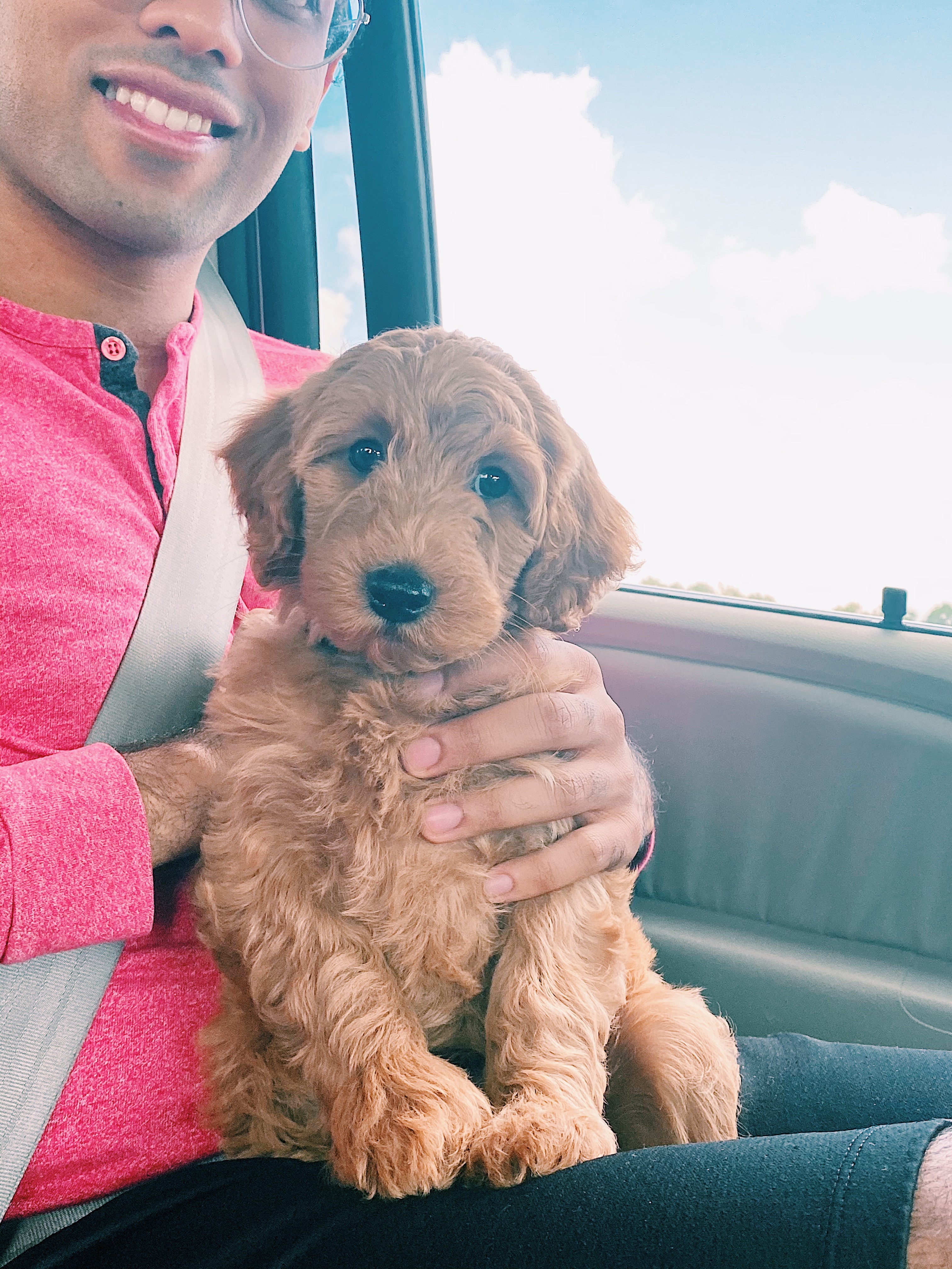 At-Home Tips for Training Your Dog